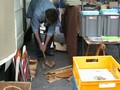 hamm0252.jpg
145,85 KB
